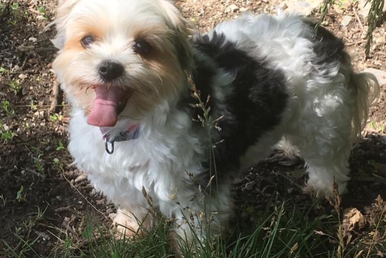 Alerte Disparition Chien Femelle , 11 ans Valleiry France Alerte Disparition Chien Femelle , 11 ans Valleiry France