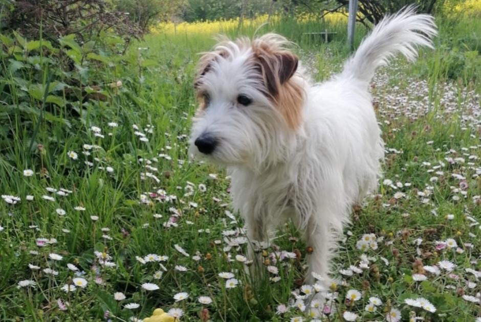 Alerte Disparition Chien Mâle , 10 ans Ville-la-Grand France Alerte Disparition Chien Mâle , 10 ans Ville-la-Grand France