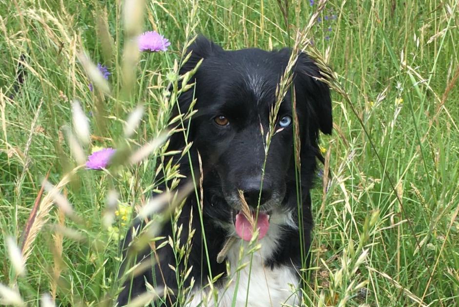 Avviso scomparsa Cane Femmina , 13 anni Bernex Francia Avviso scomparsa Cane Femmina , 13 anni Bernex Francia