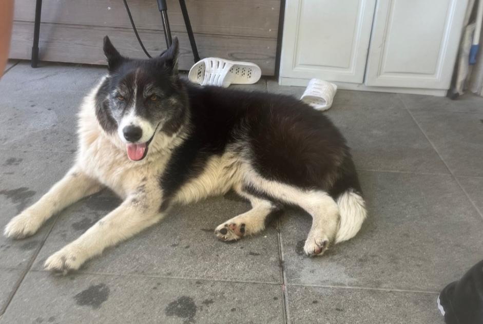 Avviso Ritrovamento Cane incrocio di razze Femmina Passy Francia Avviso Ritrovamento Cane incrocio di razze Femmina Passy Francia