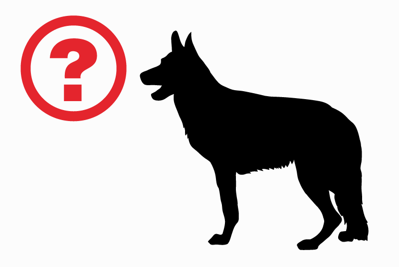 Alerte Découverte Chien Inconnu Étrembières France